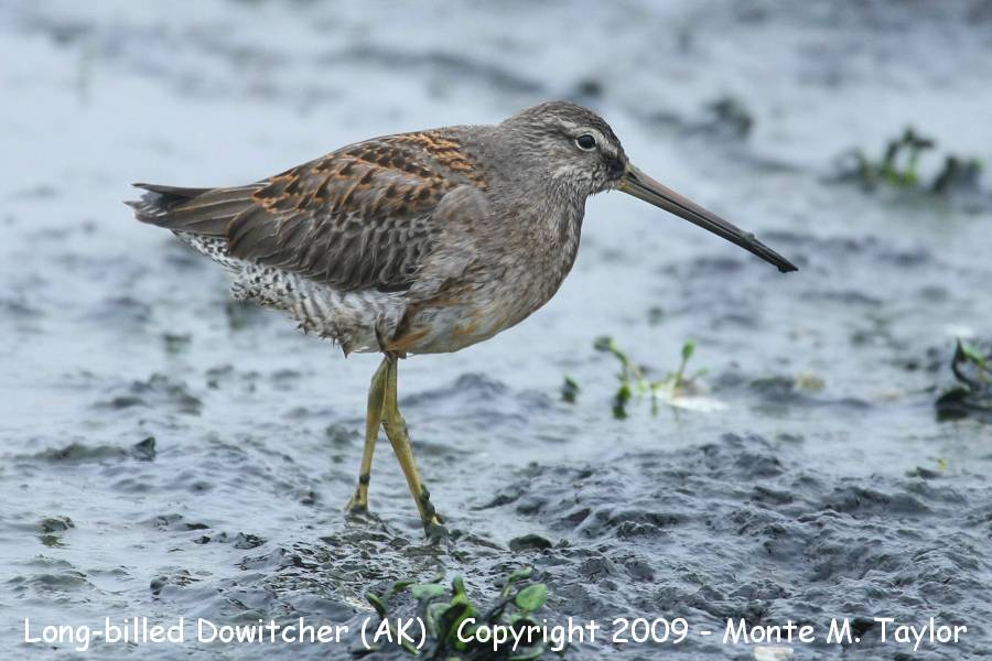 Long-billed Dowitcher -fall- (Gambell, St. Lawrence Island, Alaska)