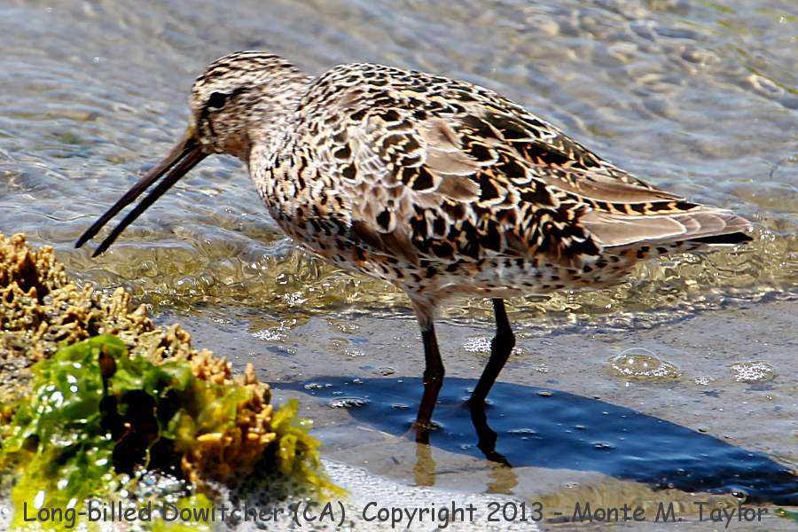 Long-billed Dowitcher -spring- (California)