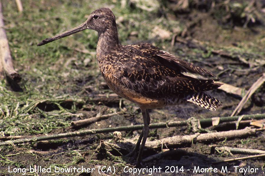 Long-billed Dowitcher -summer- (California)