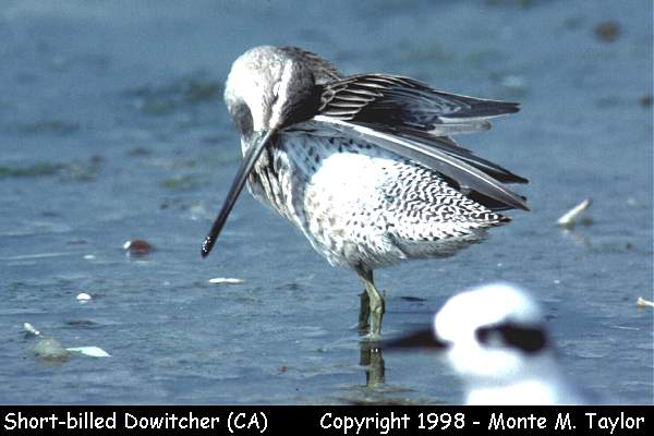 Short-billed Dowitcher -winter- (California)