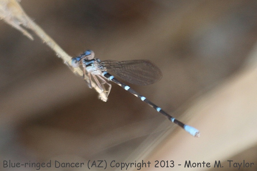 Blue-ringed Dancer -summer- (Arizona)