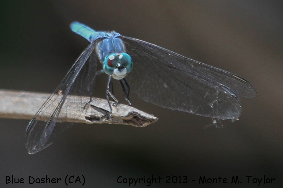 Blue Dasher Dragonfly -summer- (California)