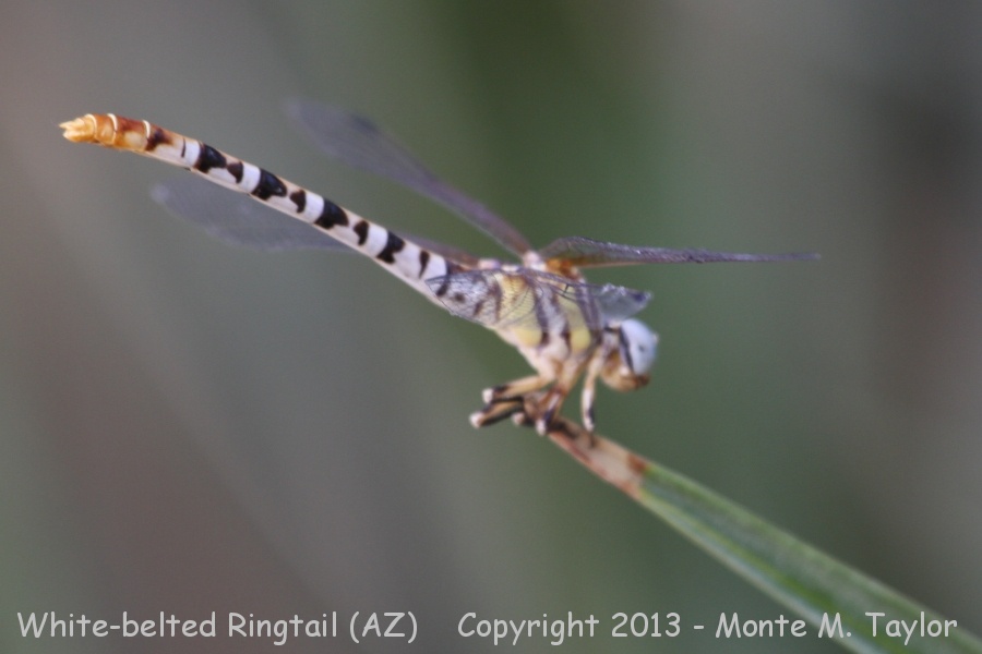 White-belted Ringtail -summer- (Arizona)