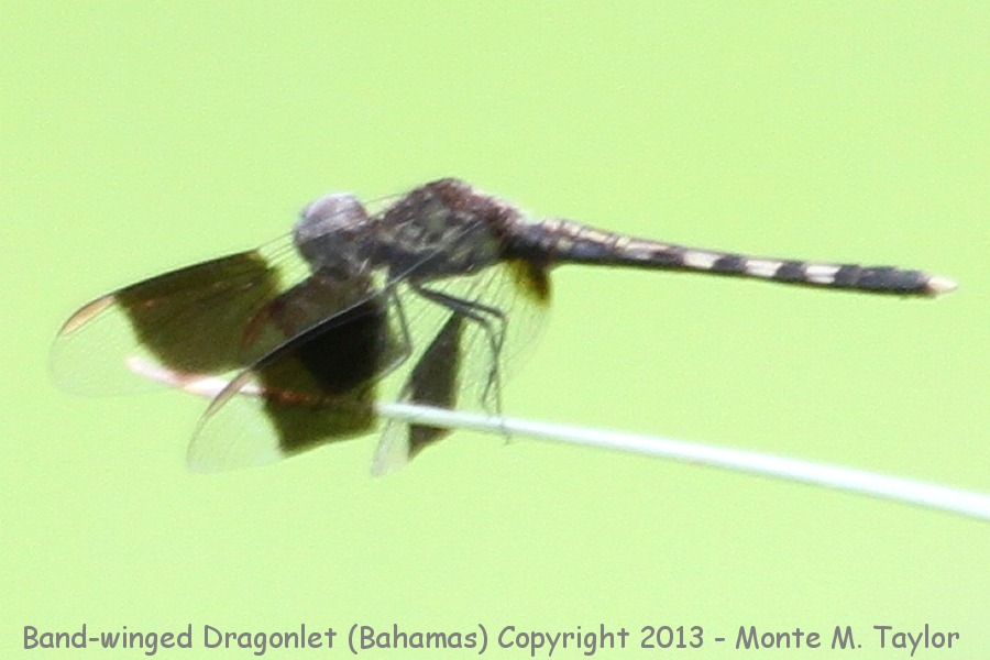 Band-winged Dragonlet -summer- (Little Abaco, Bahamas)