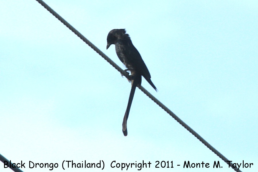 Black Drongo -winter- (Laem Pak Bia, Petchaburi, Thailand)