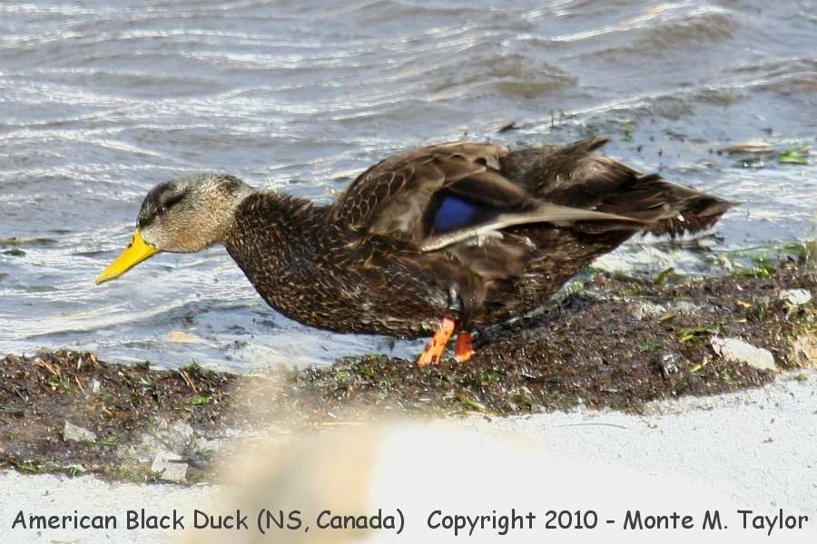 American Black Duck -winter male- (Nova Scotia, Canada)