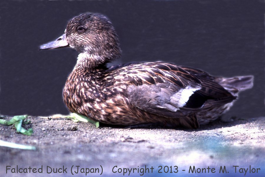 Falcated Duck -female- (Japan)