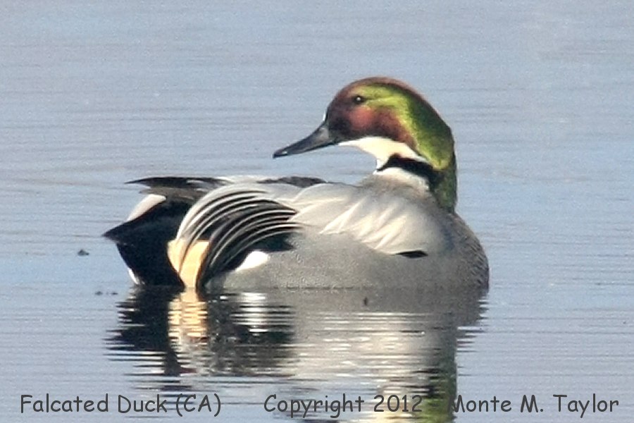 Falcated Duck -Dec 17th, 2011 male- (Colusa NWR, California)