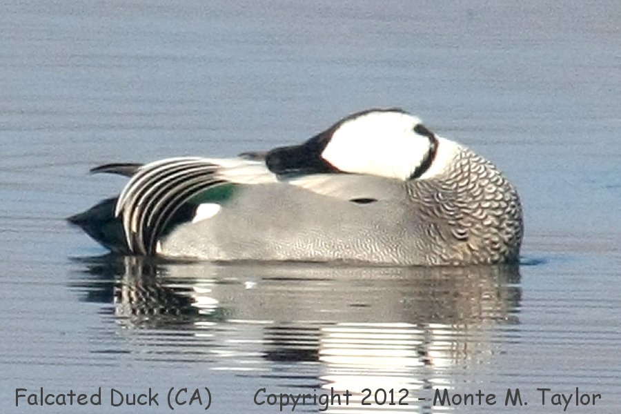 Falcated Duck -fall male- (Colusa NWR, California)