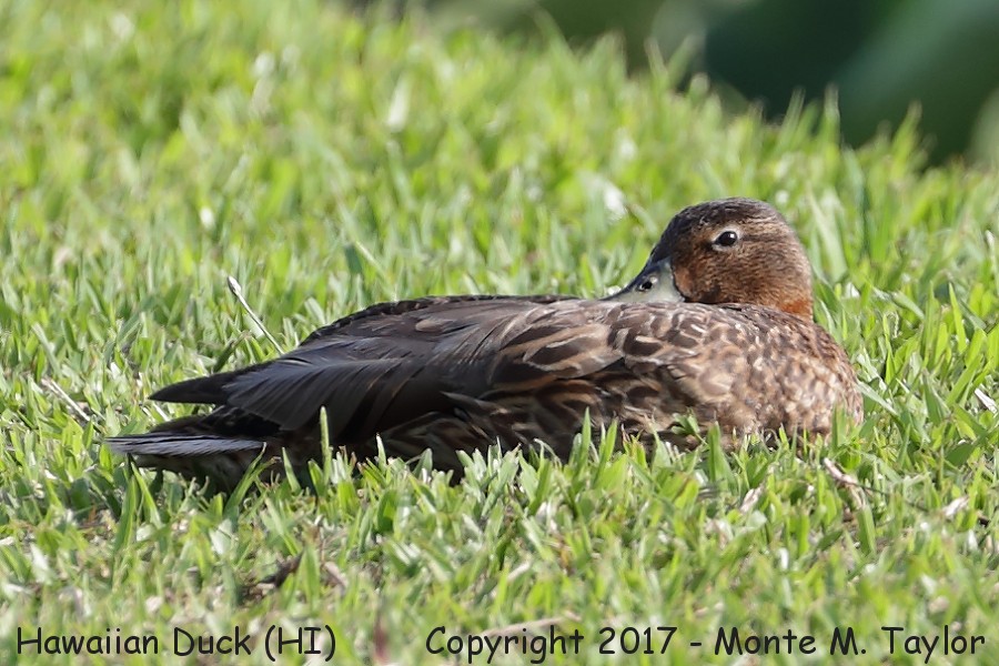 Hawaiian Duck -spring male- (Kauai, Hawai'i)