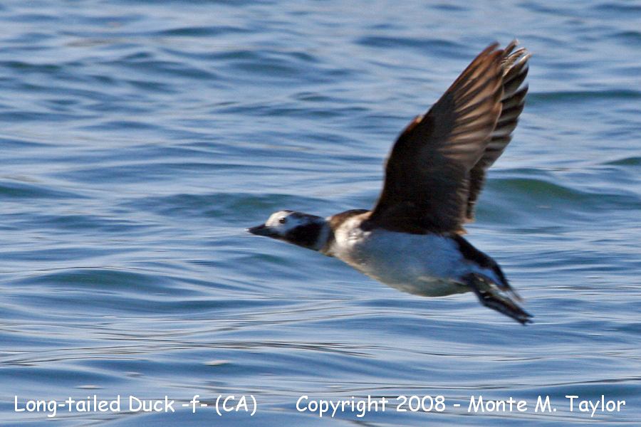 Long-tailed Duck -winter female- (California)