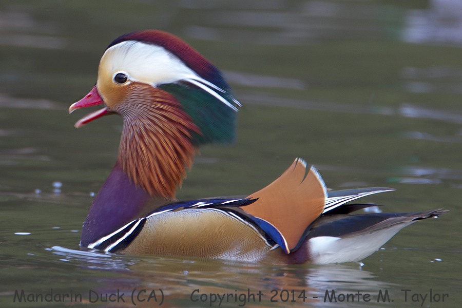 Mandarin Duck -winter male- (California)