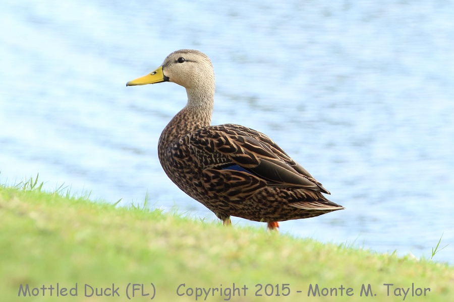Mottled Duck -fall female- (Florida)
