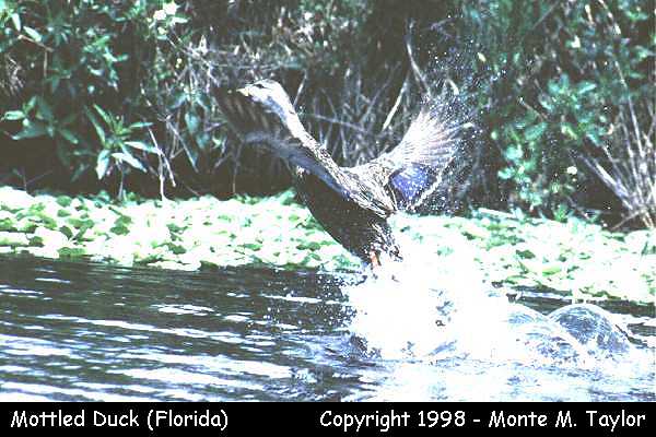 Mottled Duck -spring- (Florida)