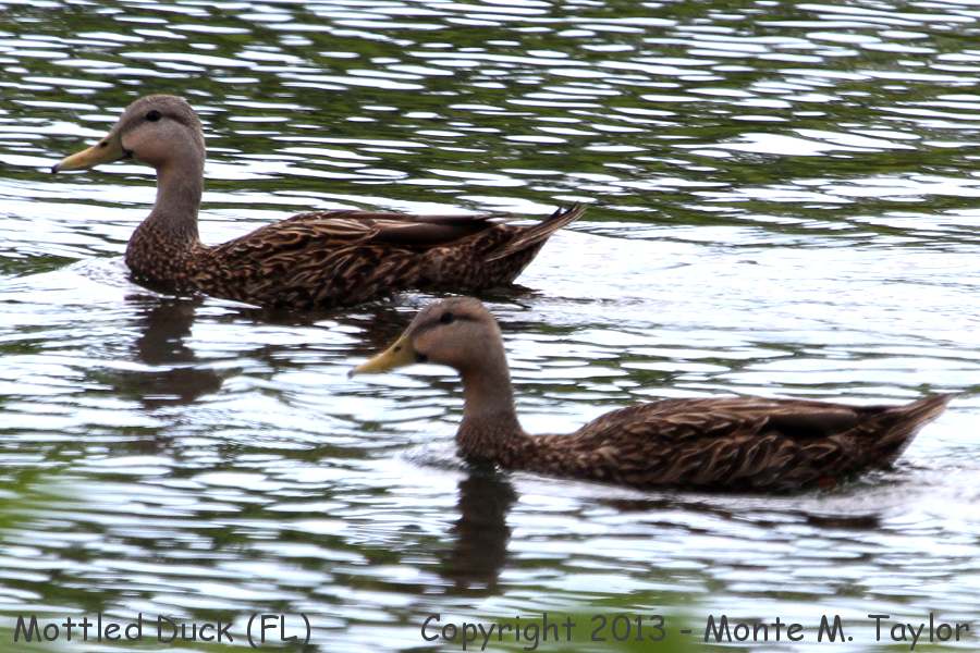 Mottled Duck -spring male and female- (Florida)