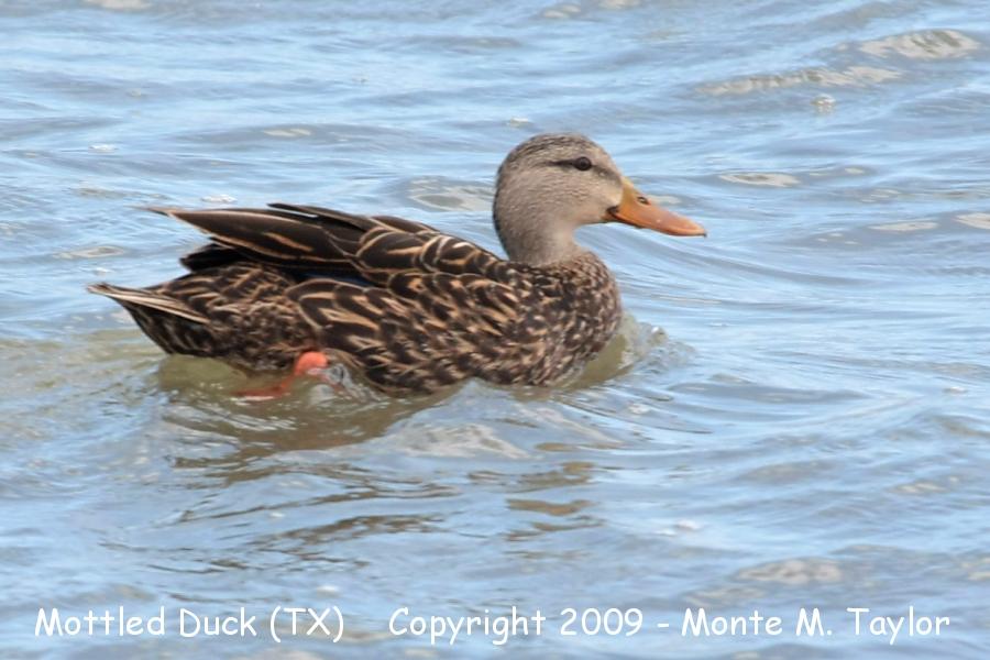 Mottled Duck -winter- (Texas)
