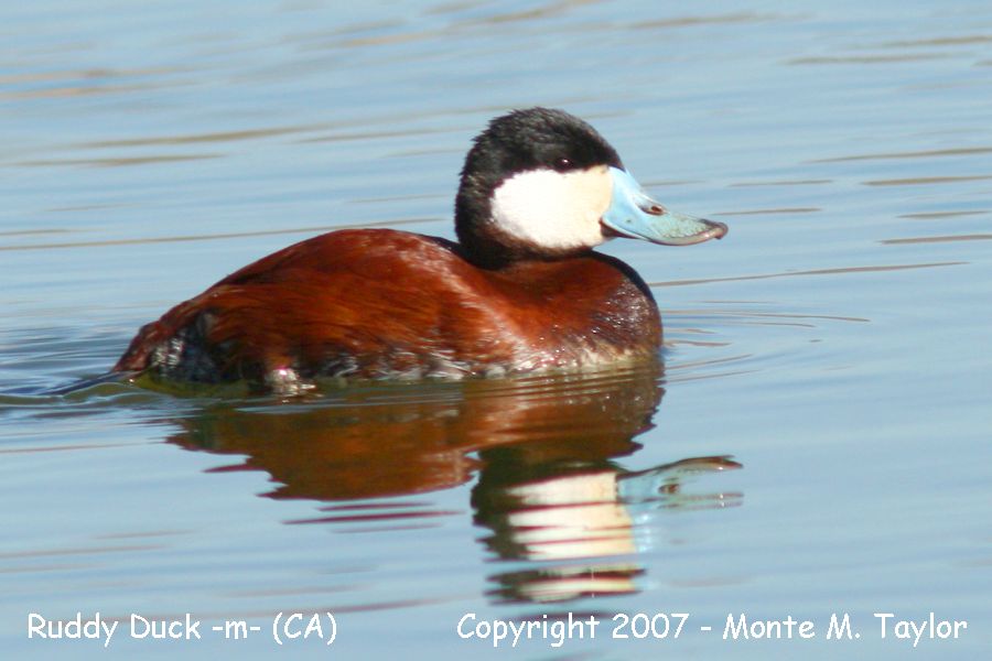 Ruddy Duck -spring male- (California)