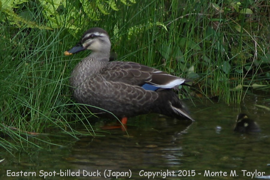 Eastern Spot-billed Duck -summer- (Japan)