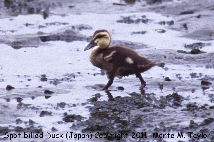 Eastern Spot-billed Duck -spring duckling- (Japan)