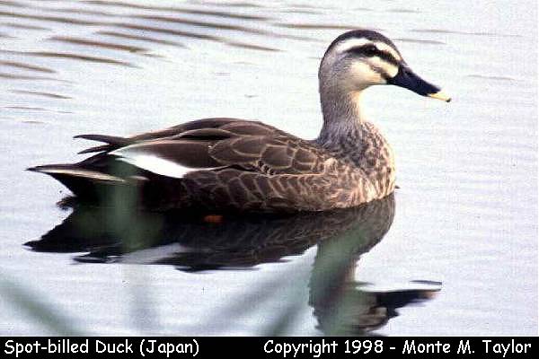 Eastern Spot-billed Duck -male- (Japan)