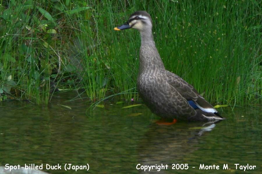 Eastern Spot-billed Duck -summer- (Japan)