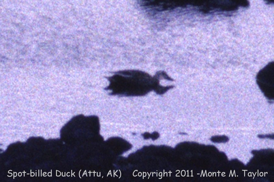 Eastern Spot-billed Duck -spring male 5/1991- (Attu Island, Aleutians, Alaska)