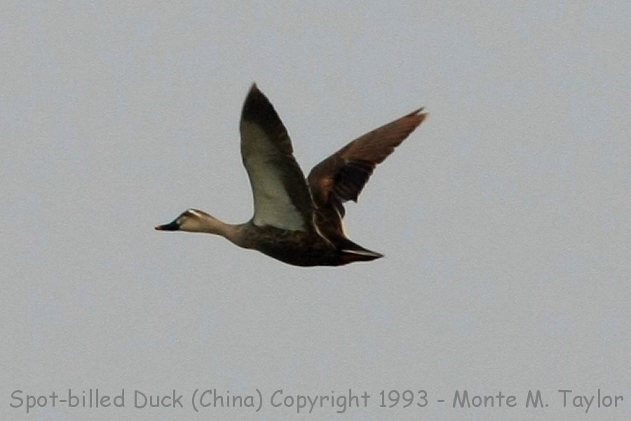 Eastern Spot-billed Duck -spring- (Qilihai Preserve, Tianjin, China)