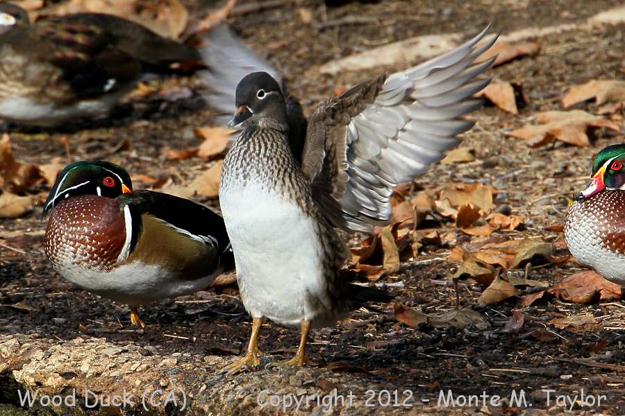 Wood Duck -male w/ mandarin female- (California)