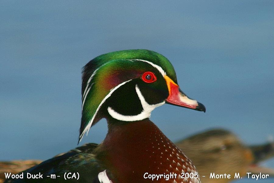Wood Duck -winter male- (California)