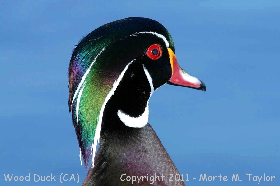 Wood Duck -male- (California)