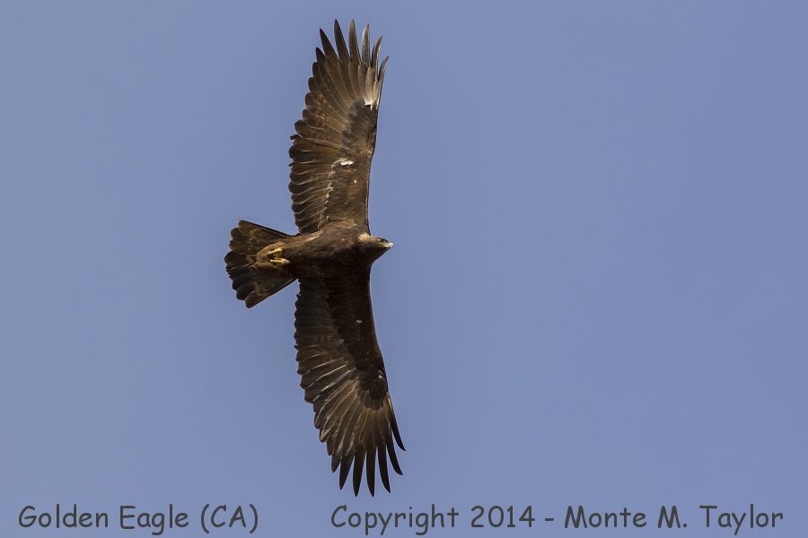 Golden Eagle -fall- (California)
