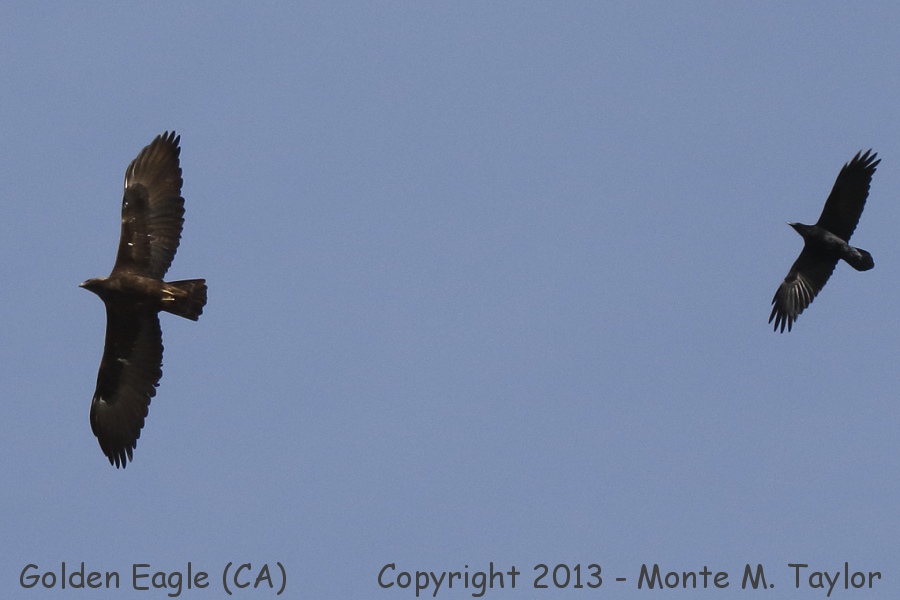 Golden Eagle -fall with Common Raven- (California)