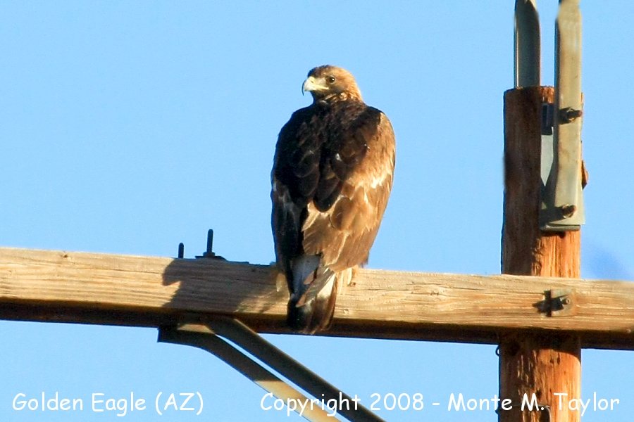Golden Eagle -winter sub adult- (Arizona)