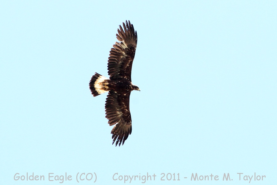 Golden Eagle -spring sub-adult- (Colorado)