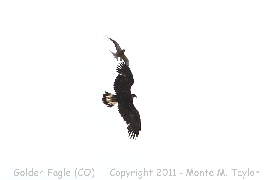 Golden Eagle chased by Swainson's Hawk -spring- (Colorado)