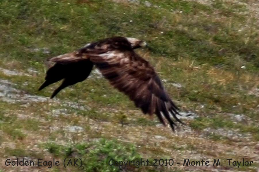 Golden Eagle -summer- (Alaska)