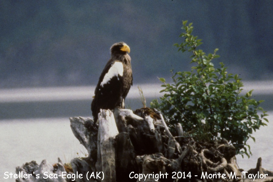 Steller's Sea Eagle -Aug 17th, 1991- (Taku Inlet, Juneau, Alaska)