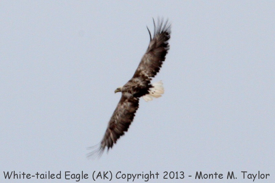White-tailed Eagle -summer- (Saint Paul Island, Alaska)