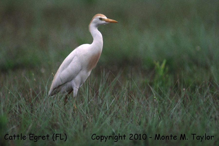 Cattle Egret -spring- (Florida)
