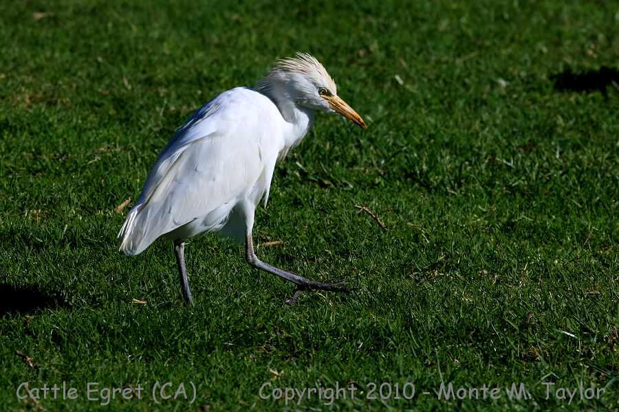 Cattle Egret -winter- (California)