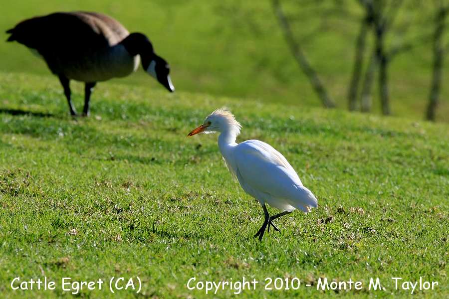 Cattle Egret -winter- (California)
