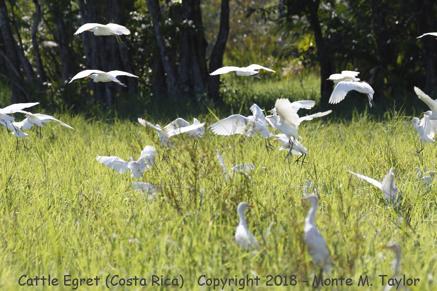 Cattle Egret -winter- (Costa Rica)