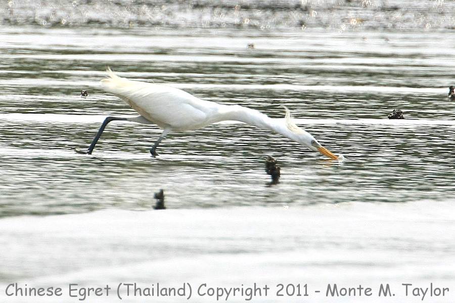 Chinese Egret -winter/critically endangered- (Laem Pak Bia, Petchaburi, Thailand)
