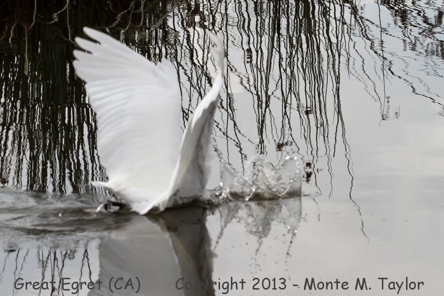 Great Egret -fall- (California)