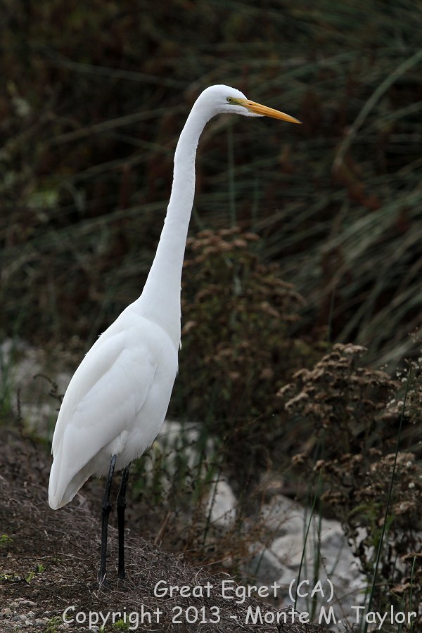 Great Egret -fall- (California)
