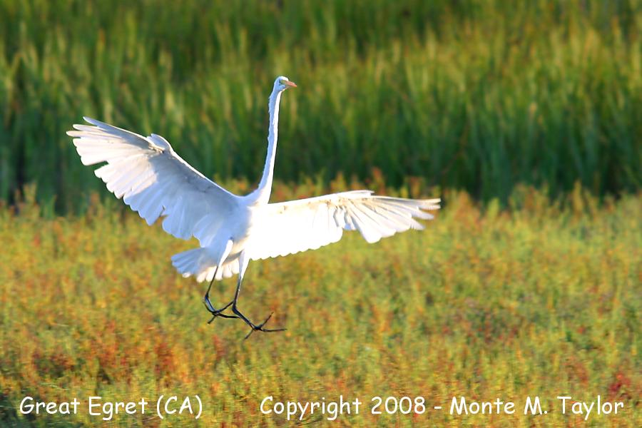 Great Egret -spring- (California)