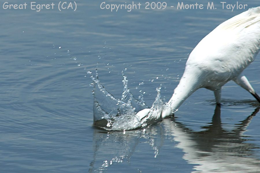 Great Egret -summer / catching fish- (Bolsa Chica, California)