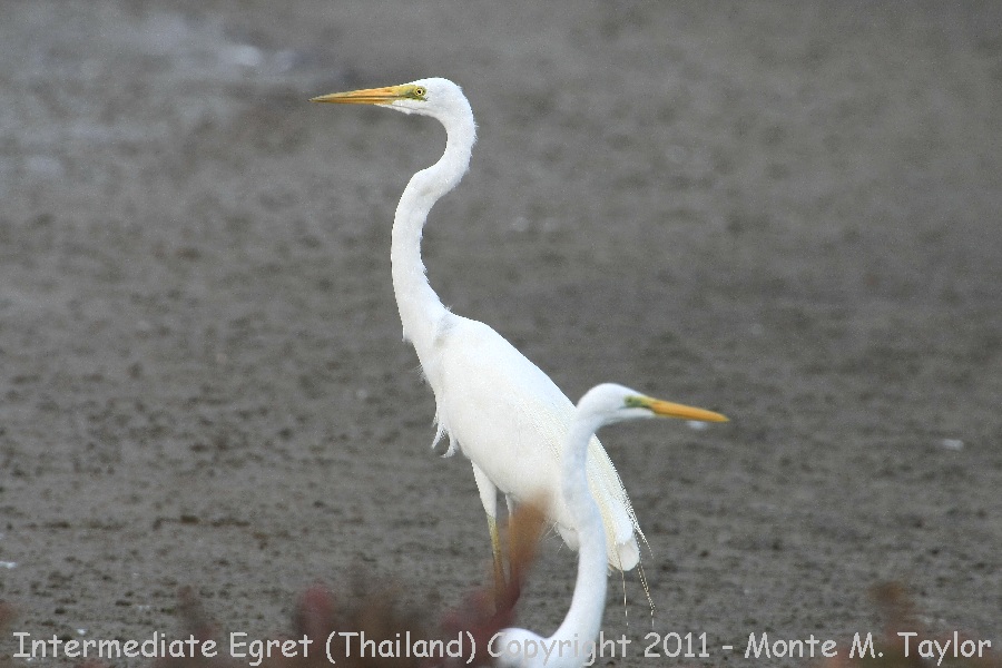 Intermediate Egret -winter- (Thailand)