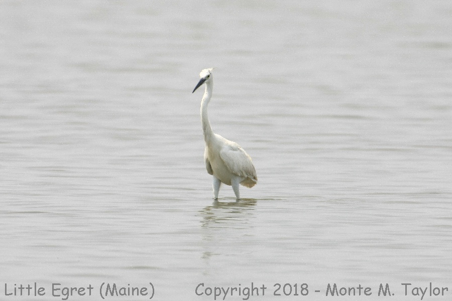 Little Egret -summer- (Scarborough Marsh, Maine)