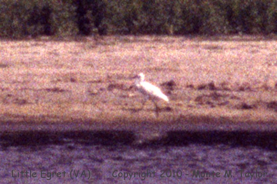Little Egret -summer1993- (Chincoteague, Virginia)